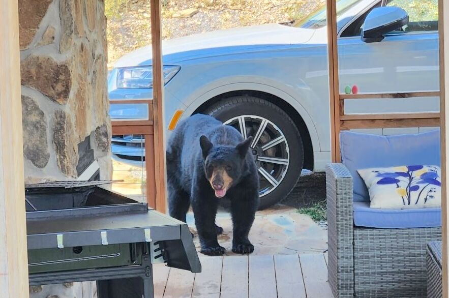 bear!.jpg